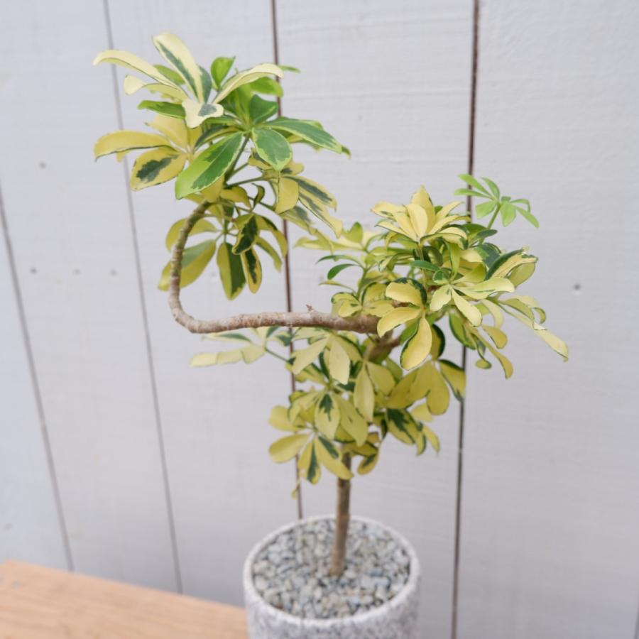 カポック ハッピーイエロー コンパクタ 斑入り 陶器 シェフレラ 観葉植物 室内 育てやすい 種類 曲がり インテリア おすすめ Syehurera7 観葉植物の通信販売クローバー 通販 Yahoo ショッピング