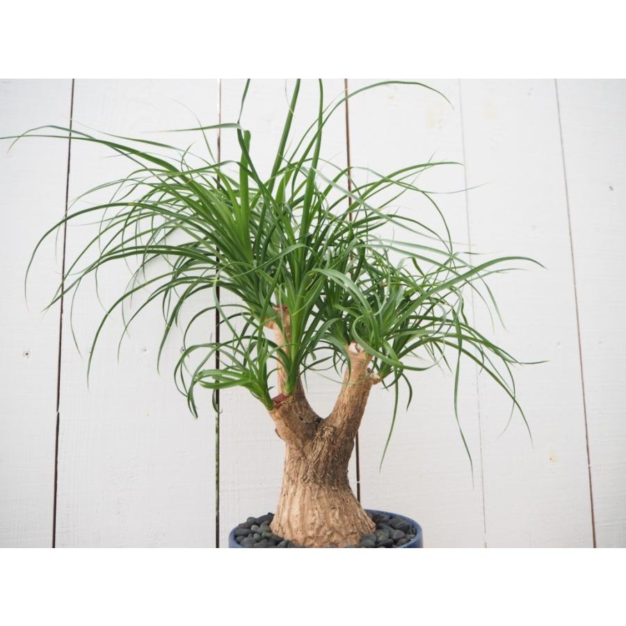 代引不可 トックリラン ポニーテール ノリナ コーデックス 塊根植物 陶器付き 現品限り Tokkuri2 観葉植物の通信販売クローバー 通販 Yahoo ショッピング 最適な材料 Www Iccostierovico Edu It