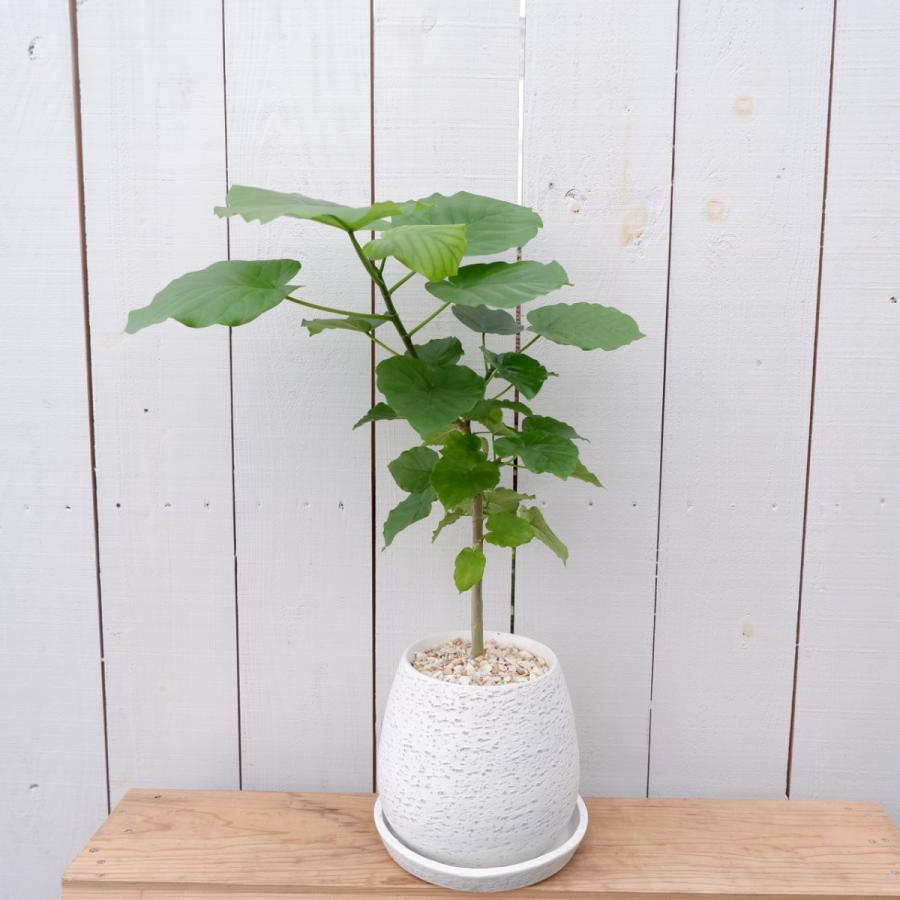 特売 フィカス ウンベラータ 陶器セット 現品限り 観葉植物 インテリア 全ての Eatattoms Com