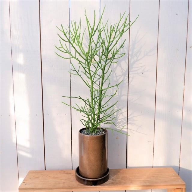 ユーフォルビア フィフェレネンシス 希少 陶器鉢 観葉植物 サボテン おしゃれ 室内 育てやすい 種類 現品 インテリア おすすめ 正規代理店