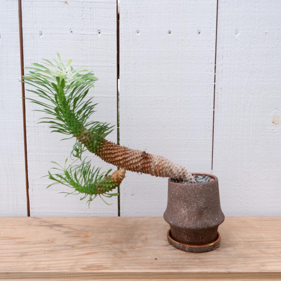 ユーフォルビア 峨眉山鉄甲 がびざんてっこう 陶器付 観葉植物 現品限り 希少 Yu Forubia8 観葉植物の通信販売クローバー 通販 Yahoo ショッピング