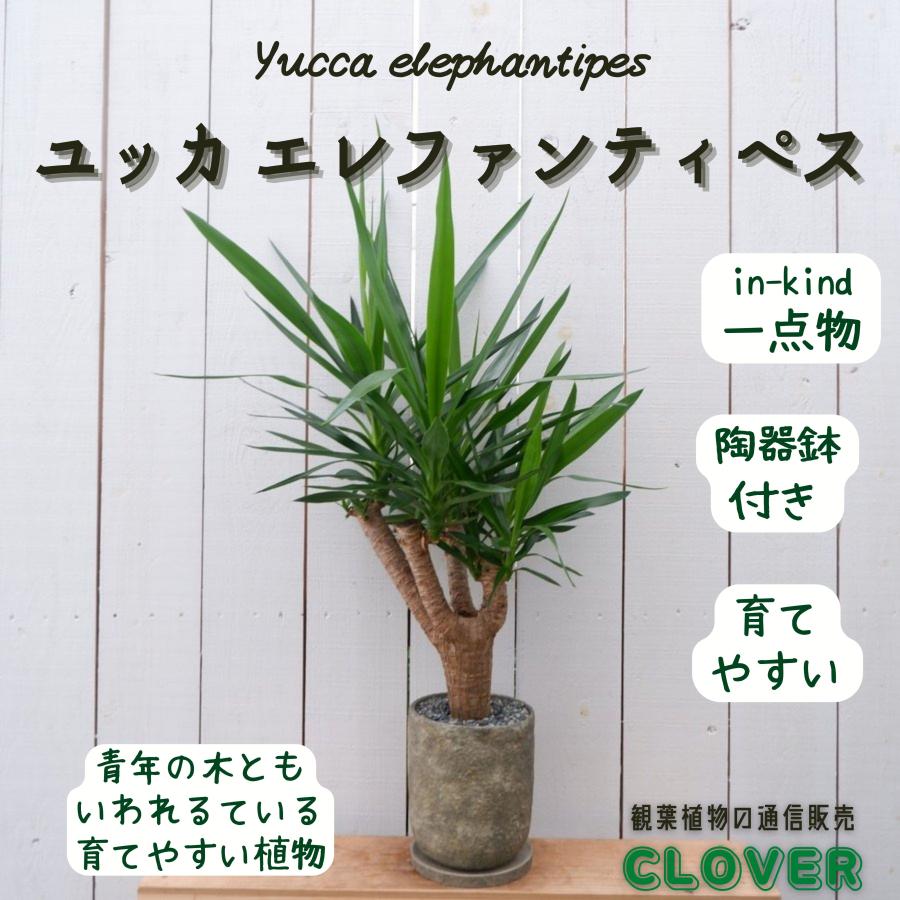 ユッカ ブランチ エレファンティペス 観葉植物 陶器鉢付き 現品 お祝い おしゃれ 室内 育てやすい 種類 インテリア おすすめ レア 希少 Yucca9 観葉植物の通信販売クローバー 通販 Yahoo ショッピング