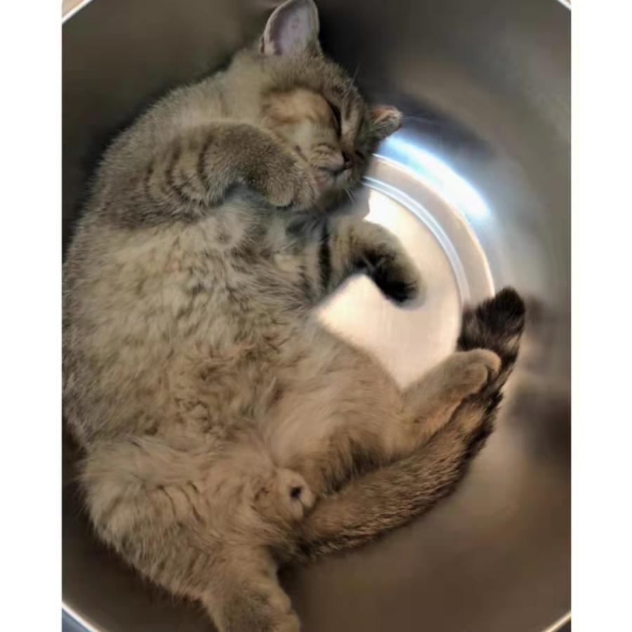 格安人気 ニャンタクラブ ひんやりクール猫鍋 ペット用品 フード 猫用品 グッズ 猫用ベッド ハウス ソファ 猫用クーラーマット Newschoolhistories Org