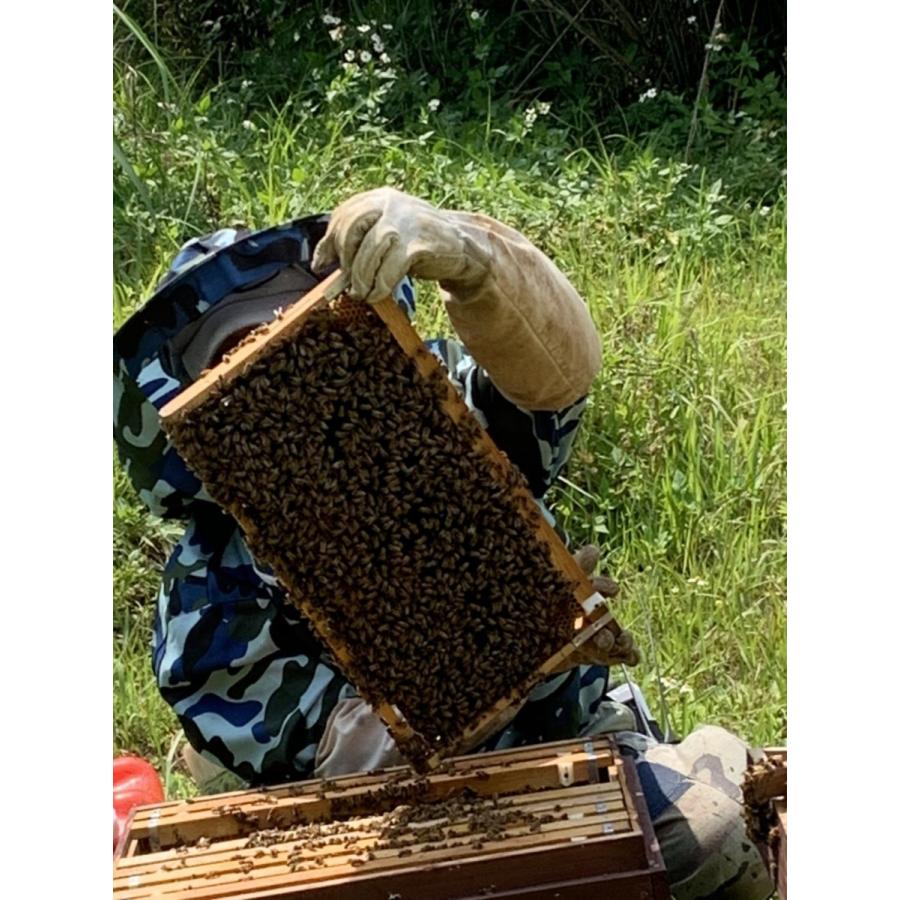 Bitter Honey 非加熱生蜂蜜 :bitterhoney:INAHO FARM ヤフー店 - 通販 - Yahoo!ショッピング Bitter Honey 非加熱生蜂蜜 :bitterhoney:INAHO FARM ヤフー店 - 通販 - Yahoo!ショッピング