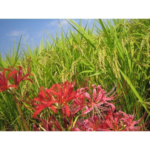 7年産　熊本県産ヒノヒカリ玄米30ｋｇ（調整済み）_3