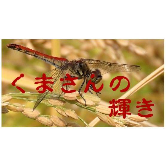 7年産 熊本県産くまさんの輝き玄米30kg（調整済み） : 田舎米～田村