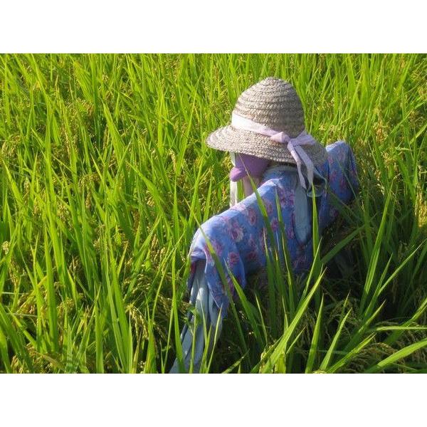 森のくまさん 6年産 熊本県産森のくまさん玄米30kg(調整済み 森のくまさん 6年産 熊本県産森のくまさん玄米30kg(調整済み