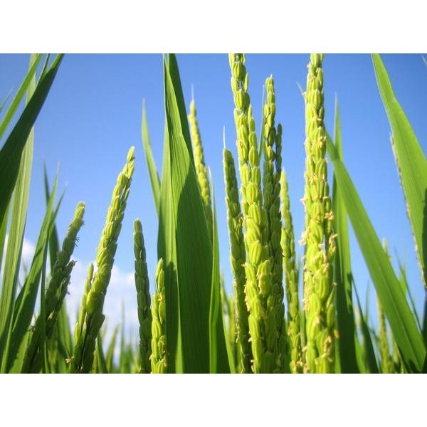 森のくまさん 7年産 熊本県産森のくまさん玄米30kg（調整済み