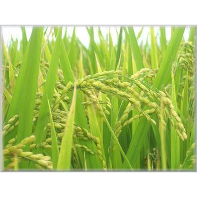7年産　熊本県産米にこまる玄米30kg（調整済み）_1
