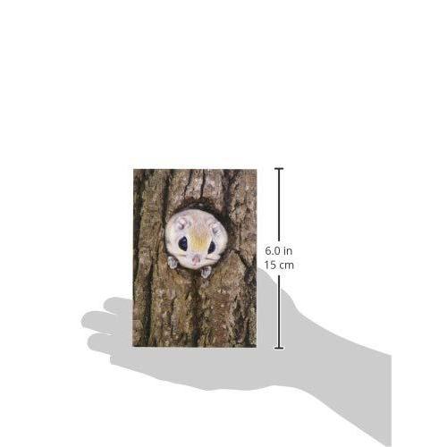 21公式店舗 ポストカード ピンナップ 50枚 出す 顔 エゾモモンガ Am221 ポストカード 絵葉書 Raffles Mn