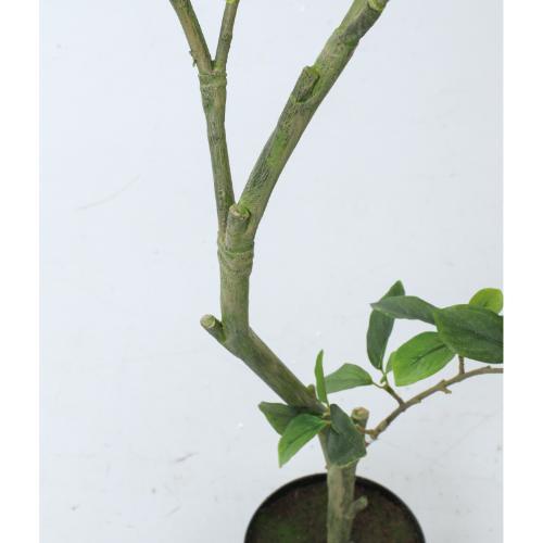 GLP-1574/110cmガジュマル/全長110cm・幅60cm鉢:φ15cm×H12.5cm/業務用/新品/送料別途見積_1
