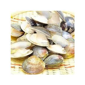 殻付ハマグリ 500g : JACKJAMヤフー店 - 通販 - Yahoo!ショッピング