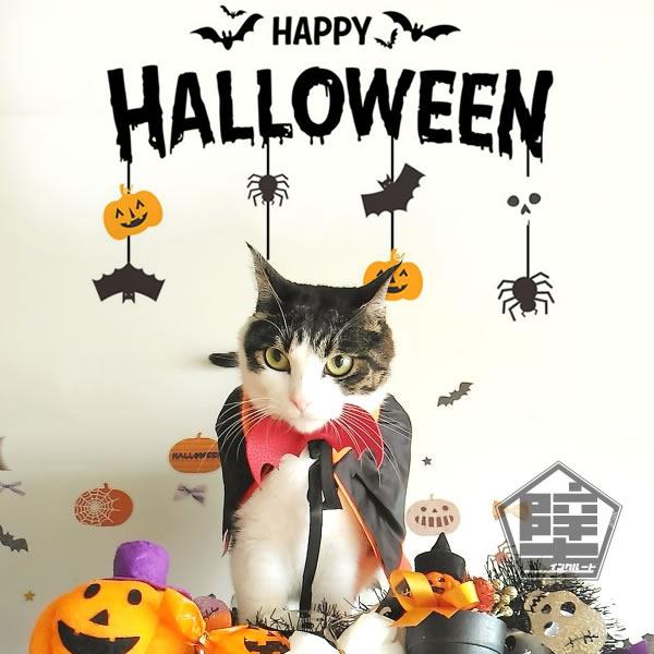 ウォールステッカー ハロウィン HALLOWEEN ハロウィーン 吊り 蜘蛛の糸 蝙蝠 収穫祭 ジャックランタン スパイダー 壁ステッカー | 