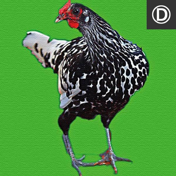 アートパネル ファブリックボード ドッグ カラフル アート ワイマラナー ラブラドール レトロ 楽譜 music BANG ピストル リボルバー ニワトリ 鳥 プリマスロック |  | 09