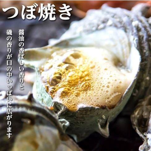 高級天然活さざえ 1ｋｇ とれたて産地直送 神奈川逗子小坪産 クール冷蔵便発送 小坪ブランドの高級サザエをお召し上がりください Kt Increase 通販 Yahoo ショッピング