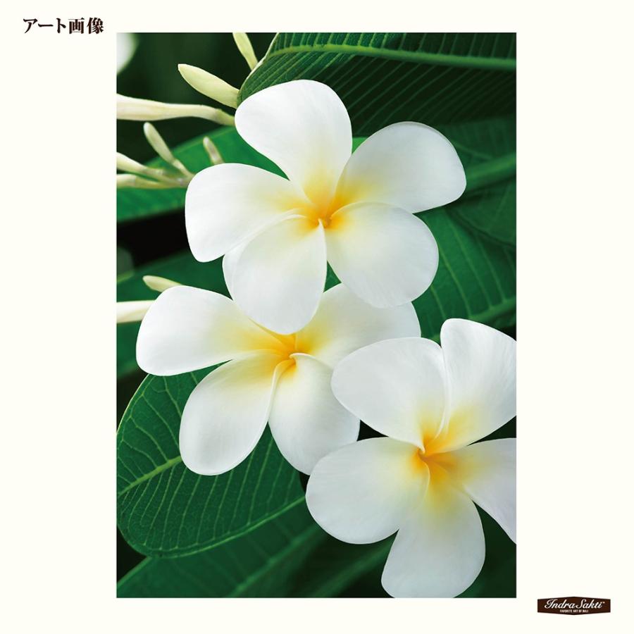 超目玉 インドラサクティ バリアート 014 Plumeria Cl M プルメリア 最終値下げ Www Staips Net