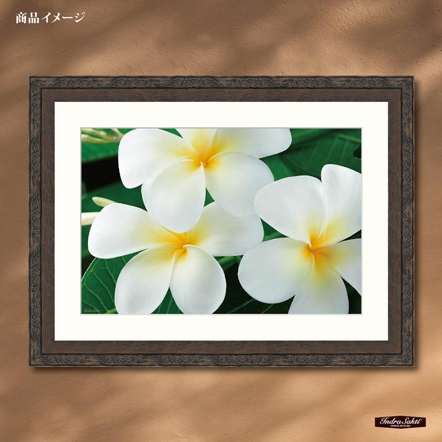 インドラサクティ バリアート 019 Plumeria Cl L プルメリア 小物などお買い得な福袋