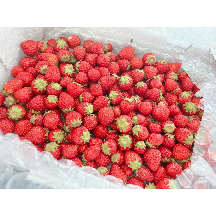 大阪 いちご 紅ほっぺ 苺 小粒いちご 1KG イチゴ : infine 大阪 いちご 紅ほっぺ 苺 小粒いちご 1KG イチゴ : infine