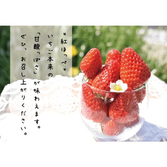 大阪 いちご 紅ほっぺ 苺 小粒いちご 1KG イチゴ : infine 大阪 いちご 紅ほっぺ 苺 小粒いちご 1KG イチゴ : infine