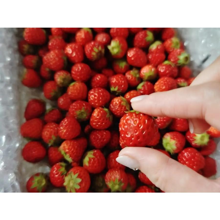 大阪 いちご 紅ほっぺ 苺 小粒いちご 1KG イチゴ : infine 大阪 いちご 紅ほっぺ 苺 小粒いちご 1KG イチゴ : infine