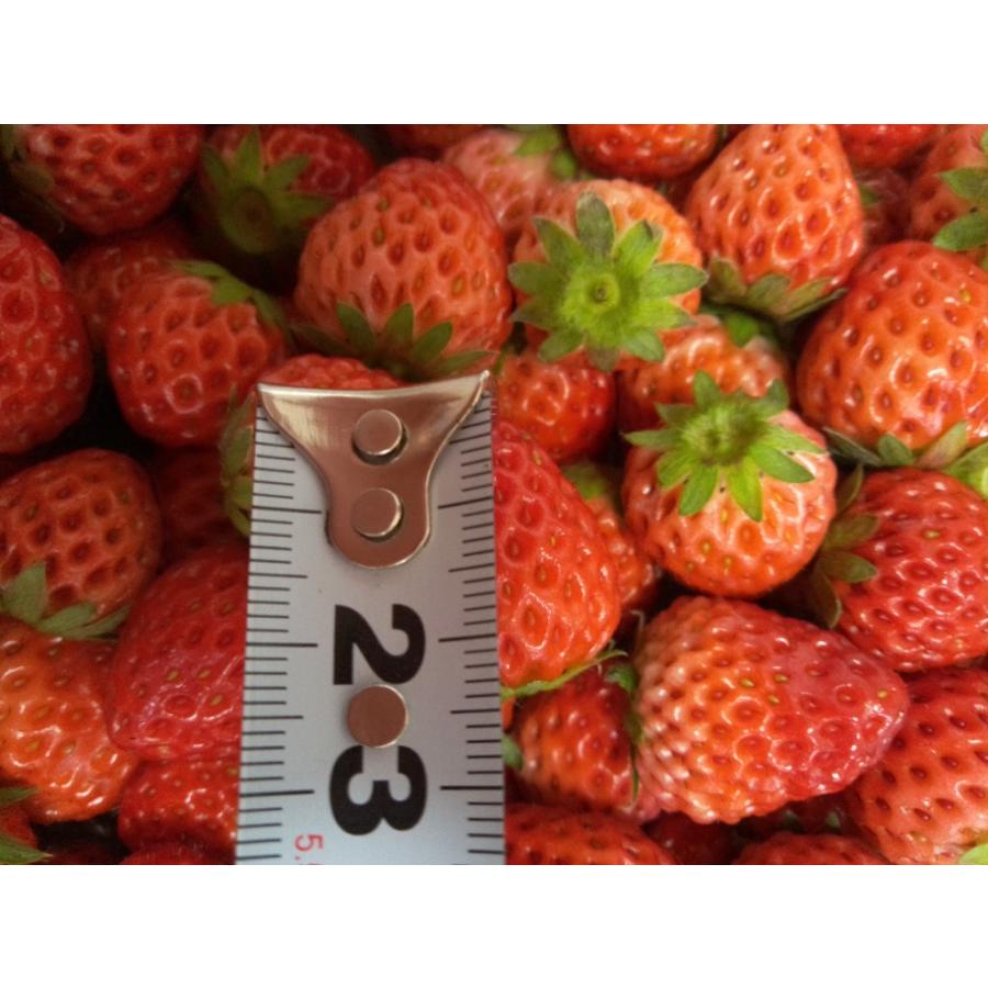 大阪 いちご 紅ほっぺ 苺 小粒いちご 1KG イチゴ : infine 大阪 いちご 紅ほっぺ 苺 小粒いちご 1KG イチゴ : infine