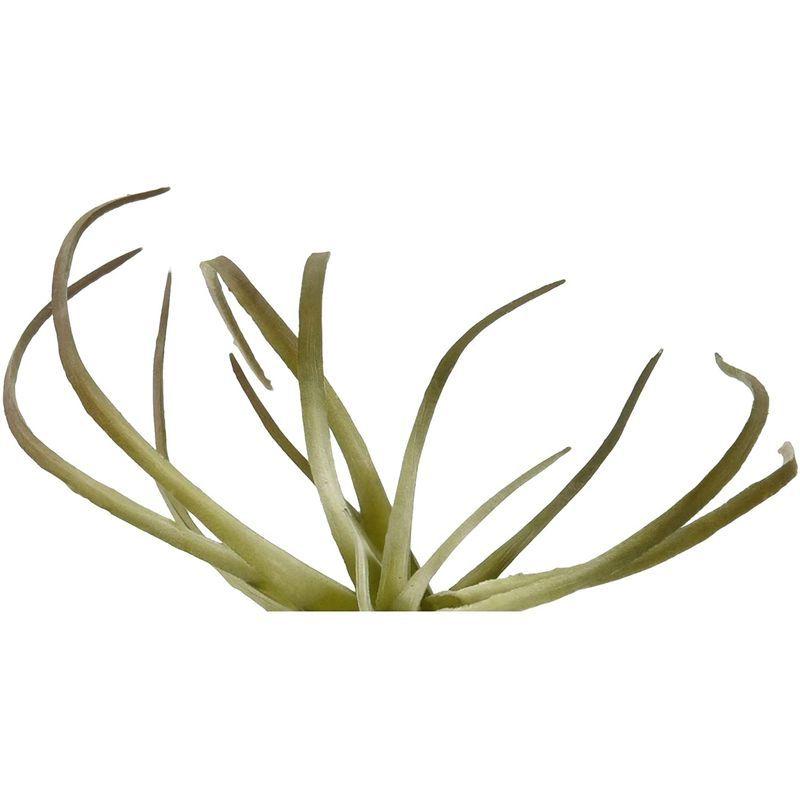 Magiq 東京堂 上質な 造花 Pk 激安通販販売 エアプランツ Gr Fg 025