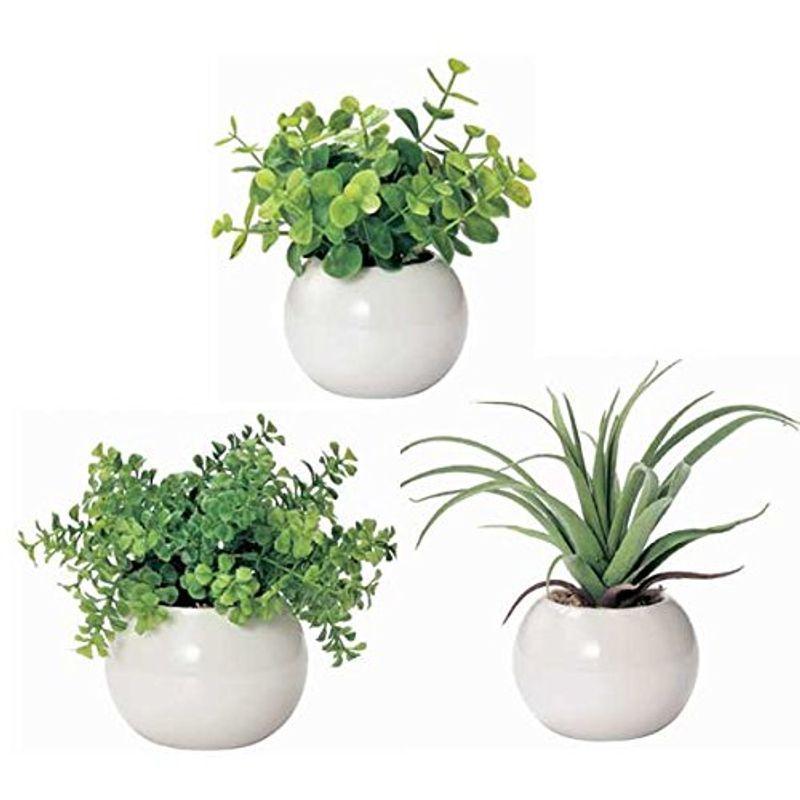 かわいい まあるい光触媒 ユーカリ ファンシェイプ エアプランツ3個セット 毎日続々入荷