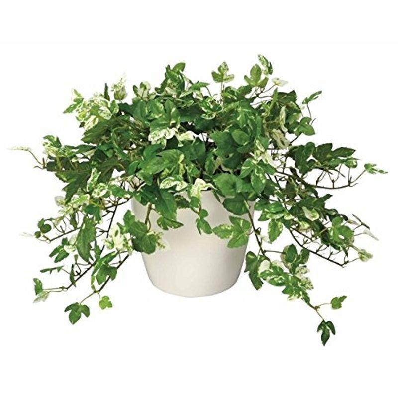 光触媒 人工観葉植物 光の楽園 アンペロシスアイビー 249b60 柿の種 Bollywoodpapa Com