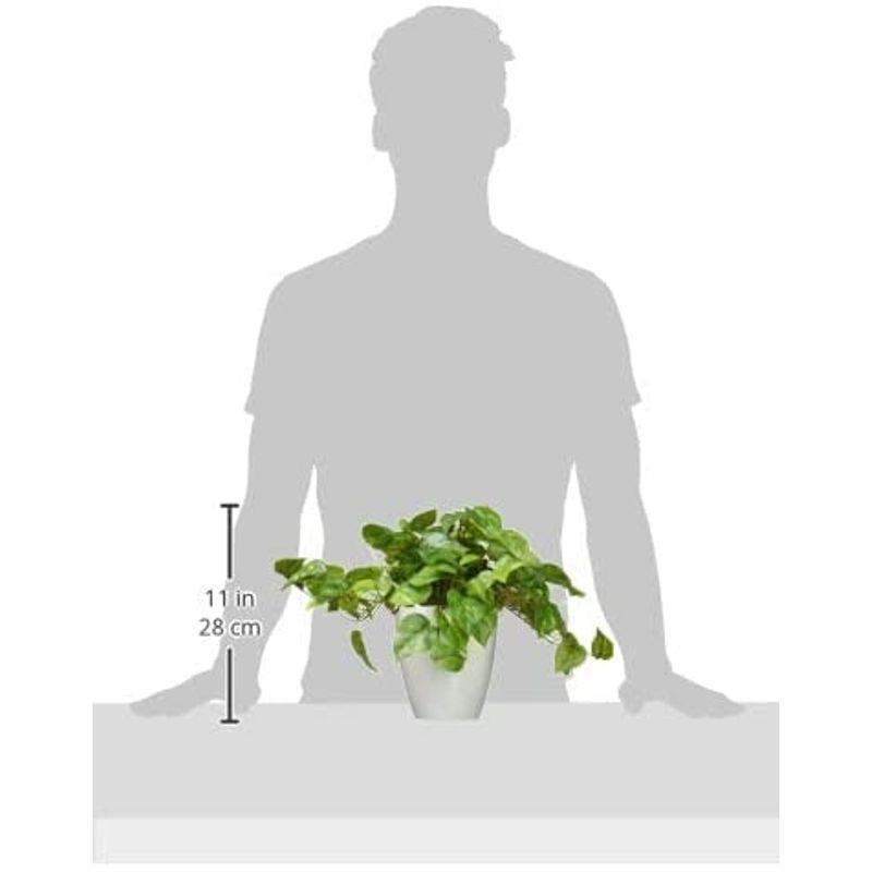 光触媒 人工観葉植物 光の楽園 フレッシュポトス 641a50 柿の種 Www Bollywoodpapa Com