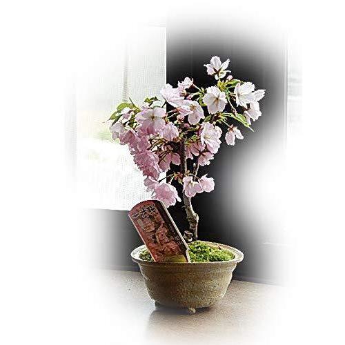 送料無料 今年はチャレンジ 予約 サクラ盆栽でお花見 桜盆栽