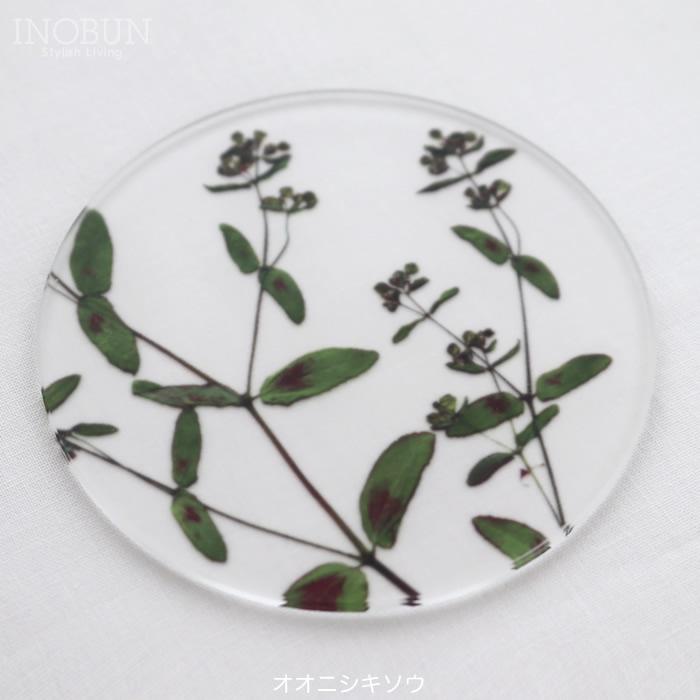 toumei トウメイ 押花 コースター 4枚セット（D）木箱入り 日本製 結婚祝い 内祝い 新生活 花言葉 | toumei | 08