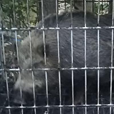 ご指定場所へ直送】イノシシ箱罠 ファーレ旭式 箱罠ビッグサイズ ご指定場所へ直送】イノシシ箱罠 ファーレ旭式 箱罠ビッグサイズ