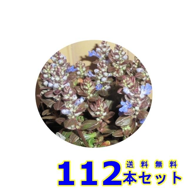 アジュガ・チョコレートチップ (多年草)  9.0ｐ          112本      グランドカバー　下草　雑草予防