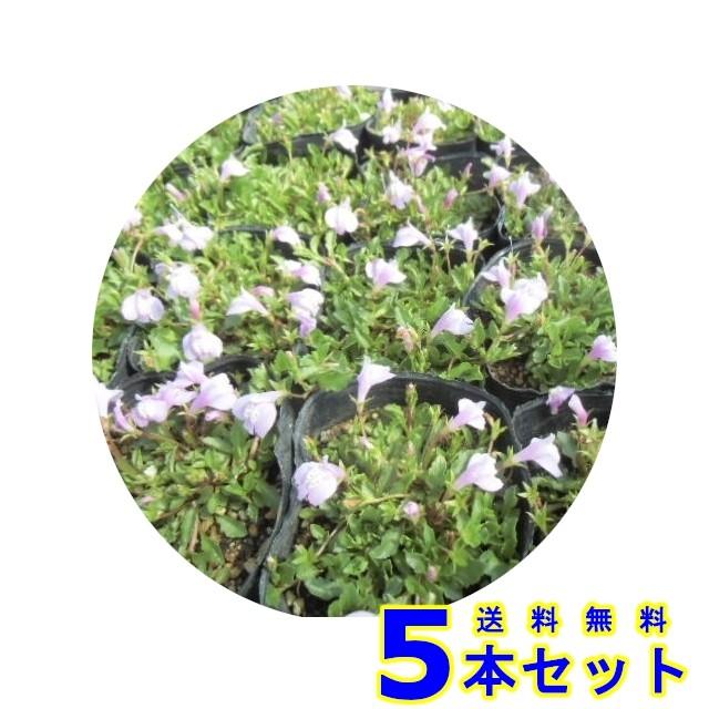 954円 限定special Price サギゴケ ピンク 鷺苔 ピンク花 9 0ｐ 5本 グランドカバー 下草 雑草予防