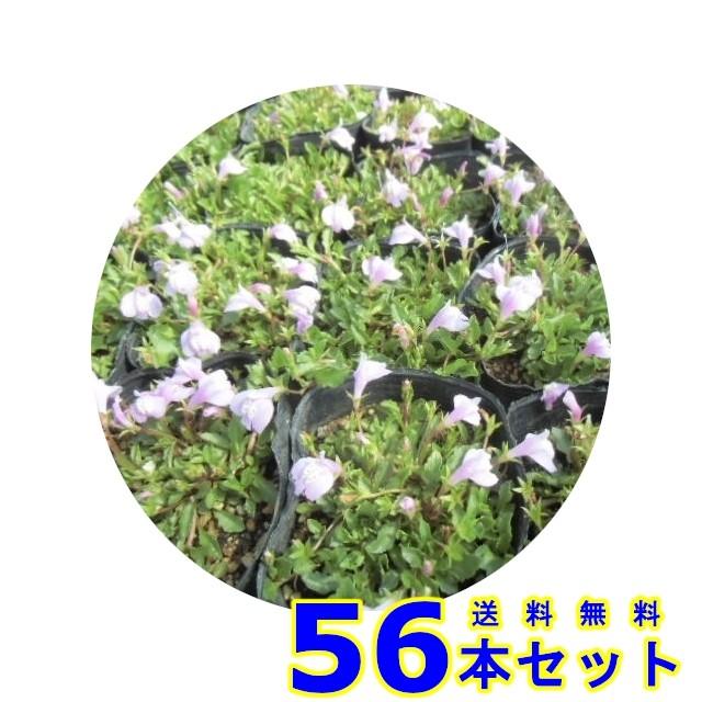 サギゴケ ピンク 鷺苔 ピンク花 9 0ｐ 56本 雑草予防 下草 人気特価激安 グランドカバー