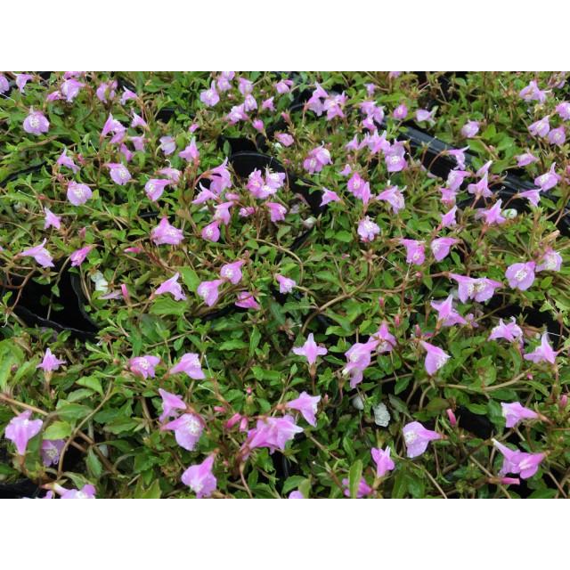 サギゴケ ピンク 鷺苔 ピンク花 9 0ｐ 56本 雑草予防 下草 人気特価激安 グランドカバー