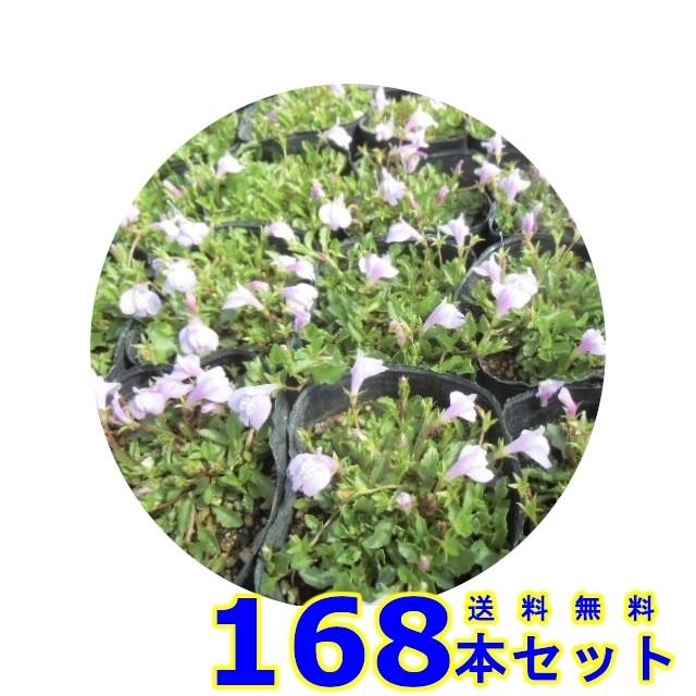 大人気の商品 サギゴケ ピンク 鷺苔 ピンク花 9 0ｐ 168本 グランドカバー 下草 雑草予防 001 168 猪之助商店 世界有名な最新のデザイン Visitghana Com