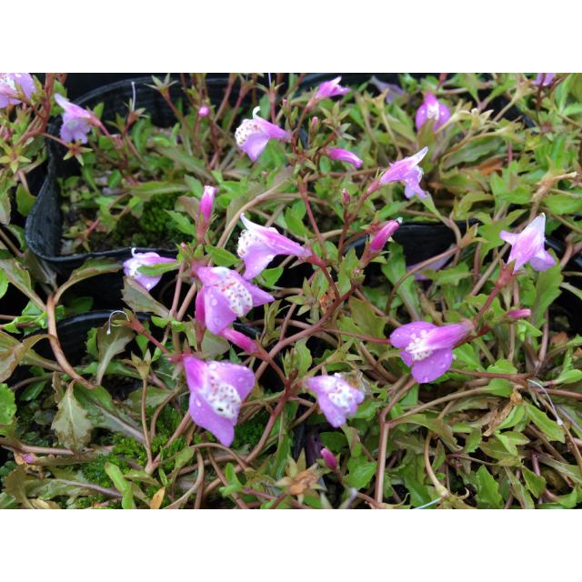 サギゴケ ピンク 鷺苔 ピンク花 9 0ｐ 雑草予防 史上最も激安 1本 グランドカバー 下草