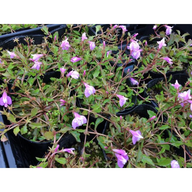 サギゴケ ピンク 鷺苔 ピンク花 9 0ｐ 30本 グランドカバー 下草 雑草予防 001 030 猪之助商店 通販 Yahoo ショッピング