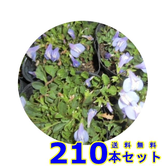 サギゴケ ムラサキ 鷺苔 紫花 9 0ｐ 苗 雑草予防 001 210ならショッピング ランキングや口コミも豊富なネット通販 更にお得なpaypay残高も スマホアプリも充実で毎日どこからでも気になる商品をその場でお求めいただけます 花 ガーデニング 下草 猪之助商店