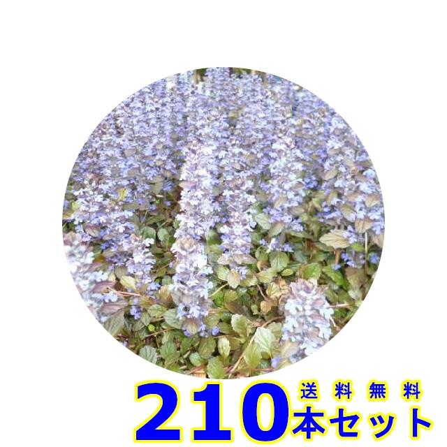 期間限定送料無料 グランドカバー アジュガ 多年草 9 0ｐ 210本 グランドカバー 下草 雑草予防 人気が高い Www Thedailyspud Com