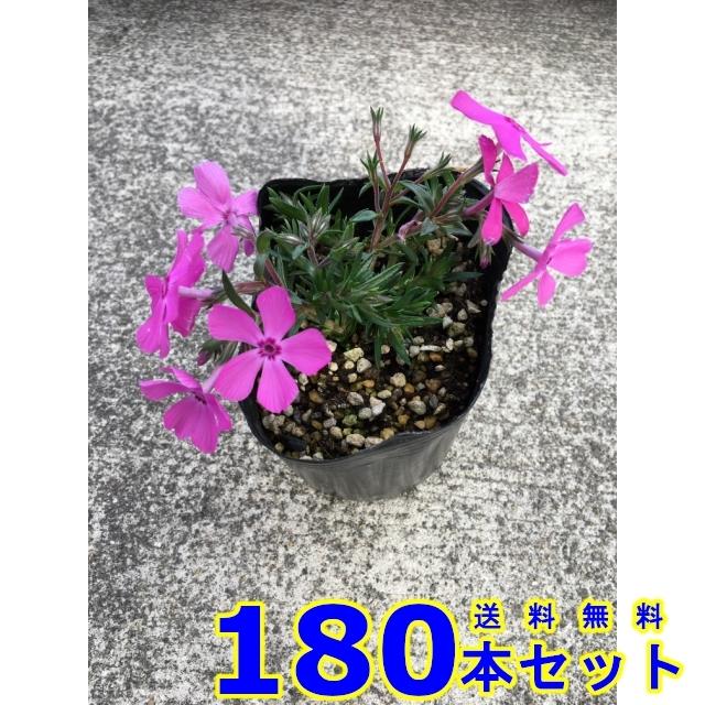 超歓迎 グランドカバー シバザクラ ピンク花 多年草 9 0ｐ 180本 グランドカバー 下草 雑草予防 001 180 猪之助商店 通販 Yahoo ショッピング 気質アップ Miamiconservatoryofmusic Com