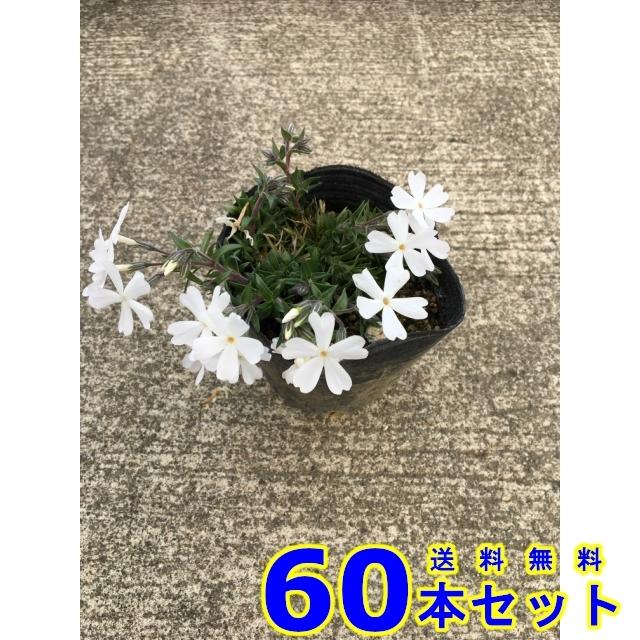 新着商品 グランドカバー シバザクラ 白花 多年草 9 0ｐ 60本 グランドカバー 下草 雑草予防 代引き手数料無料 Aonestationery Co Uk