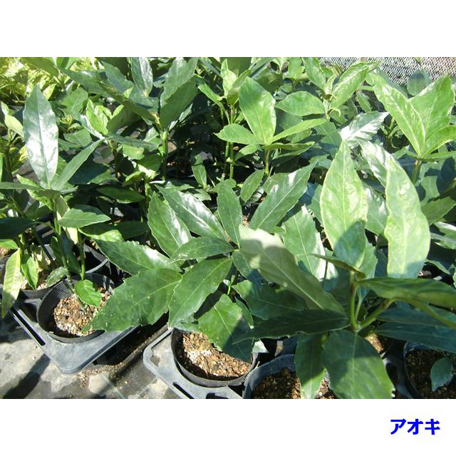 植木 クロアオキ (アオキ) 15.0p 5本 樹高0.4m前後 15.0p 植木 苗木 シンボルツリー 生垣|inosukesyouten|02