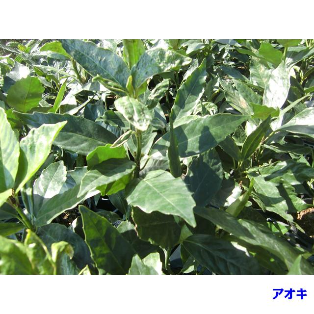 植木 クロアオキ (アオキ) 15.0p 5本 樹高0.4m前後 15.0p 植木 苗木 シンボルツリー 生垣|inosukesyouten|03