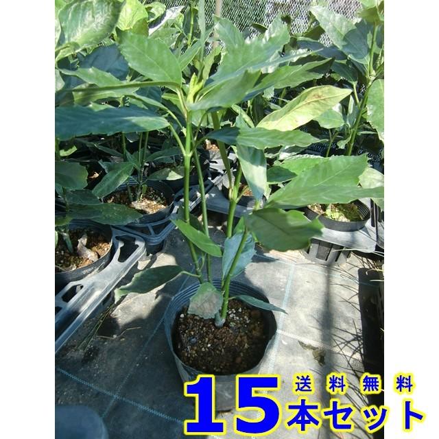 激安アウトレット!】 シャリンバイ 樹高0.4m前後 15cmポット 単 品 苗 植木 苗木 激安アウトレット!】 シャリンバイ 樹高0.4m前後 15cmポット 単 品 苗 植木 苗木