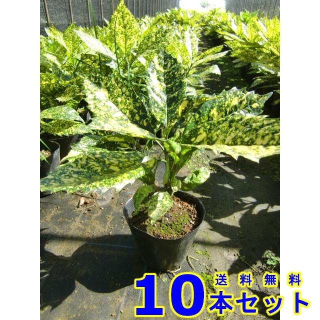 植木 フイリアオキ 斑入りアオキ 15 0ｐ 10本 樹高0 3ｍ前後 15 0ｐ 植木 苗木 シンボルツリー 生垣 002 010 猪之助商店 通販 Yahoo ショッピング