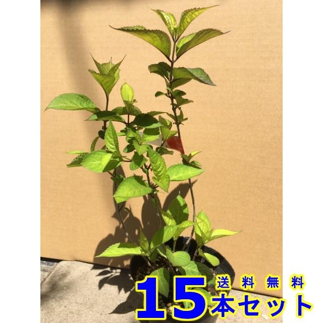 植木 紫陽花 オトヒメ まっ盛り紫陽花  (アジサイ 乙姫)  13.5ｐ          15本      樹高0.3ｍ前後   13.5ｐ 植木 若木 記号天然木 生け垣 苗木、植木-花、ガーデニング-その他苗木、植木