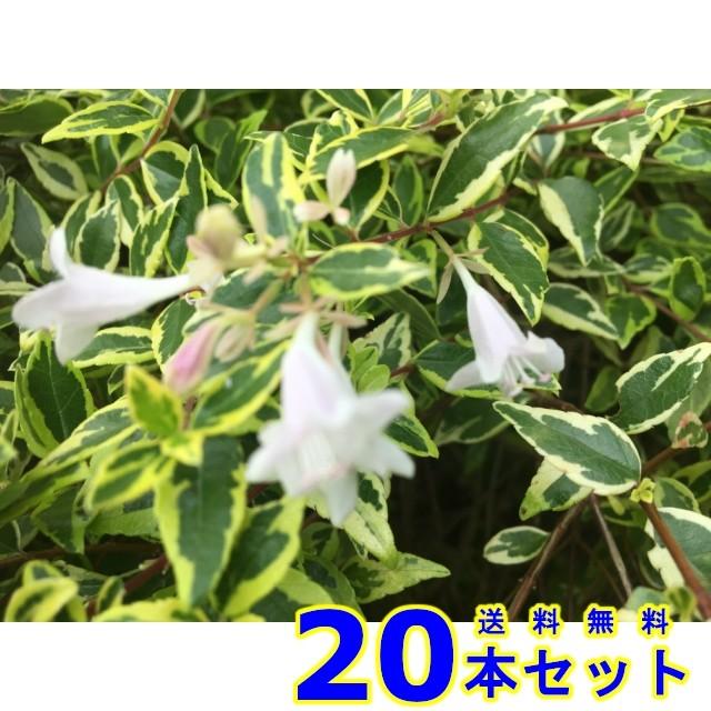 植木 アベリア ホープレイズ 斑入りアベリア 15 0ｐ 本 樹高0 2ｍ前後 15 0ｐ 植木 苗木 シンボルツリー 生垣 002 0 猪之助商店 通販 Yahoo ショッピング