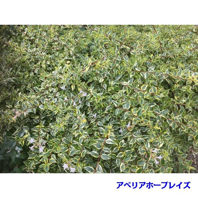 植木 アベリア ホープレイズ 斑入りアベリア 15 0ｐ 30本 樹高0 2ｍ前後 15 0ｐ 植木 苗木 シンボルツリー 生垣 002 030 猪之助商店 通販 Yahoo ショッピング